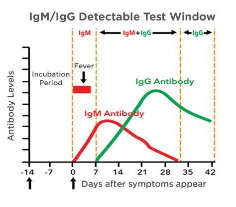 What Does A Positive Igg Antibody Test Mean - BEST HOME DESIGN IDEAS