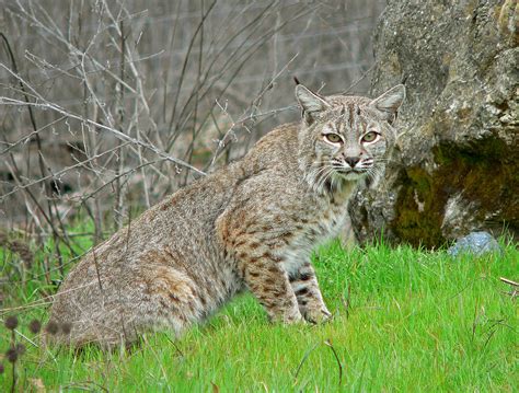 Bobcat - Wikipedia