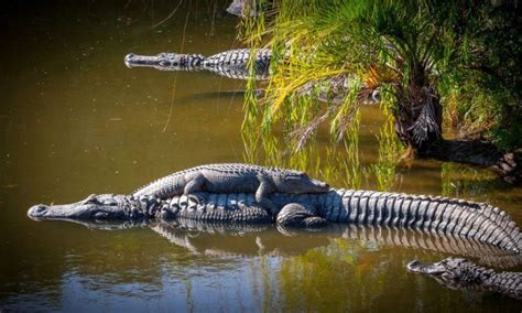 Alligator Adventure | MyrtleBeach.com