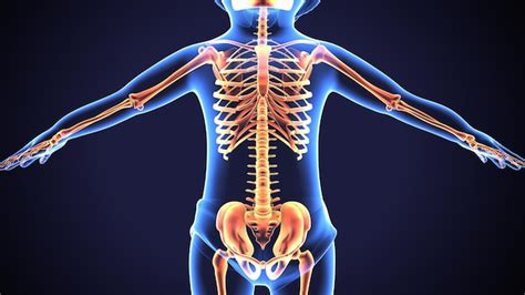 Premium Photo | Human skeleton anatomy Rib Cage 3D Rendering