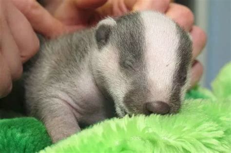 Adorable baby badger saved from certain death after being found alone ...