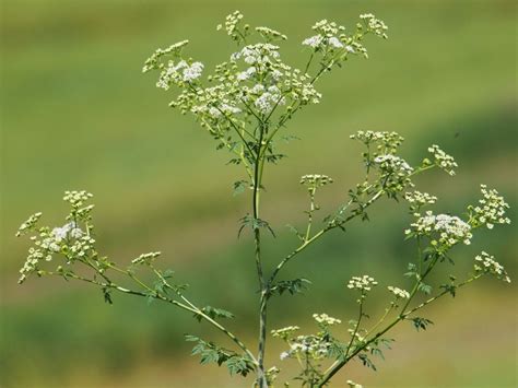 Poison Hemlock Control - Poison Parsley Information And Management