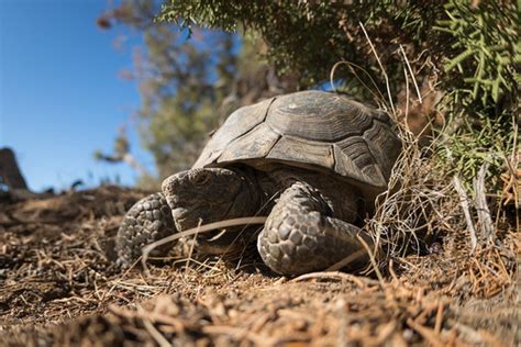 California Desert Tortoise Needs Stronger Protections, Conservation ...