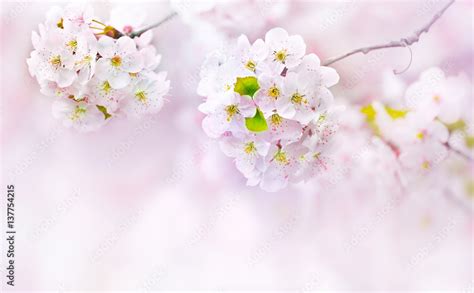 200+ Background Flowers Light Pics - MyWeb