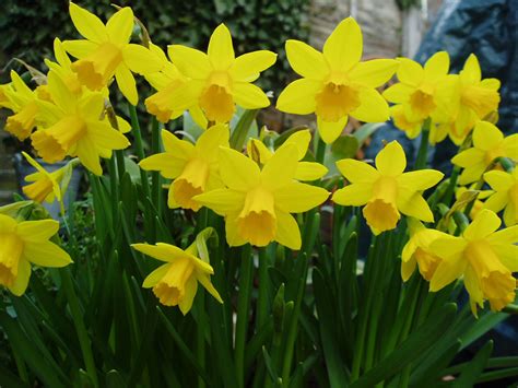 Daffodils Free Stock Photo - Public Domain Pictures