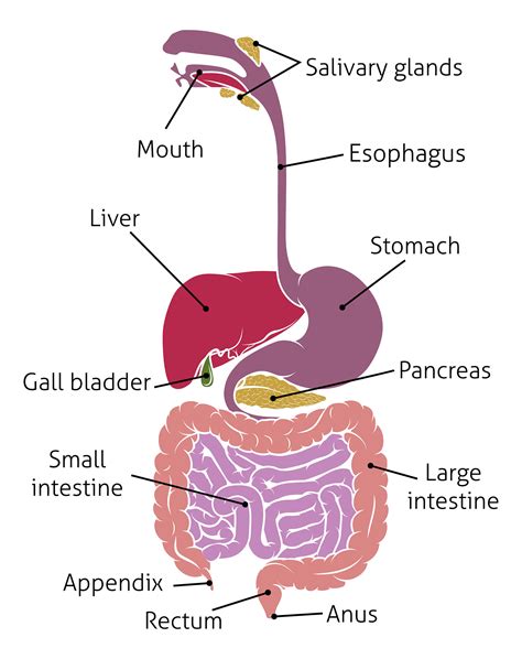 Well Labelled Diagram Of Digestive System