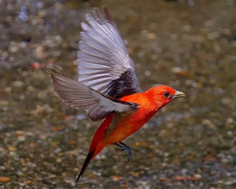 Scarlet Tanager: A Fiery Beauty of North American Forests | WorldWeet