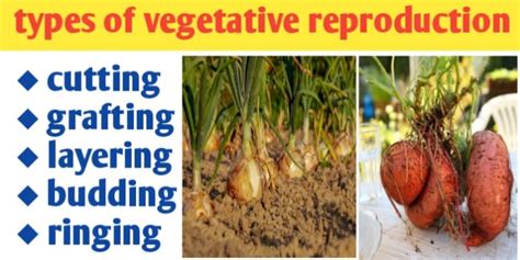 Types of vegetative propagation and its definition - Biologysir