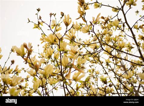 Yellow magnolia hi-res stock photography and images - Alamy