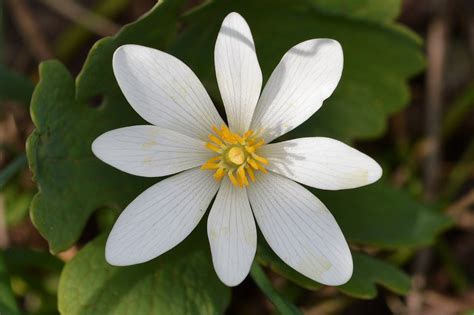 Sanguinaria canadensis (Bloodroot, Red Puccoon) | North Carolina Extension Gardener Plant Toolbox