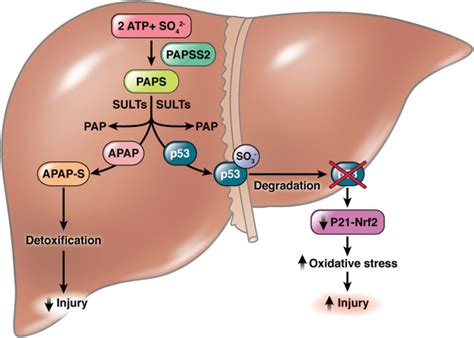 Sulfation in Acetaminophen-Induced Liver Injury: Friend or Foe? - Gastroenterology