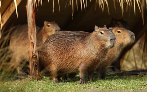 Capybara Habitat Invaded by Humans | Dobby the Capybara