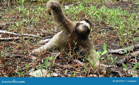 Sloth On The Ground Stock Image - Image: 26973211