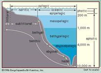 Photic zone | oceanography | Britannica.com