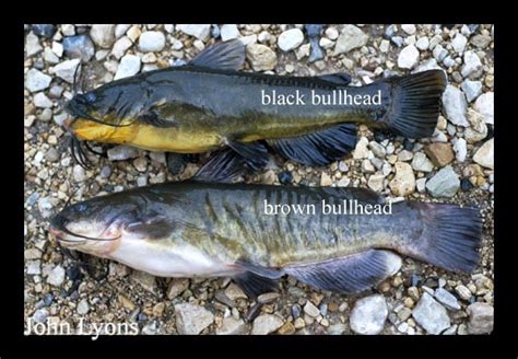 Types of Catfish – Bait Binder