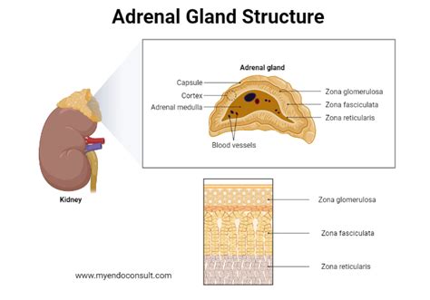 The Zona Glomerulosa Of The Adrenal Gland - My Endo Consult