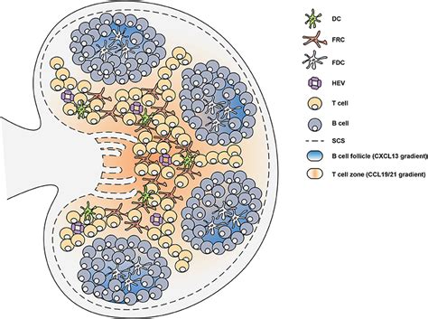 Frontiers | Regulation of the Germinal Center Response