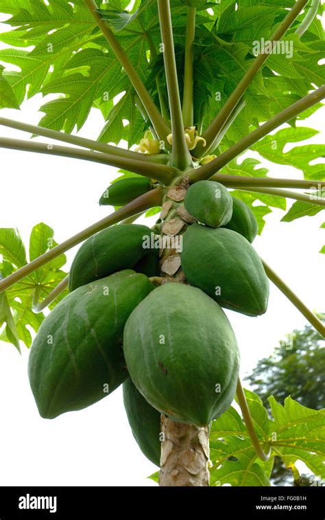 Fruits ; papaya green fruit ; Mangalore ; South Kanara ; Karnataka ...