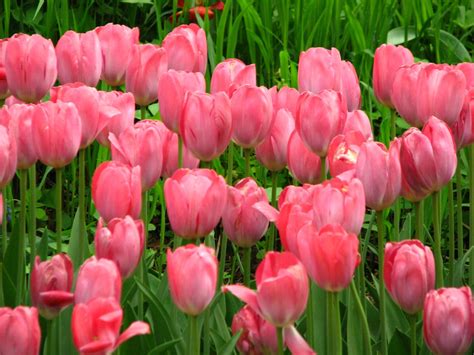 🔥 Download Soft Pink Tulips HD Desktop Wallpaper Widescreen High by ...