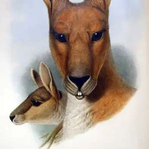 Antilopine Kangaroo - Facts, Diet, Habitat & Pictures on Animalia.bio