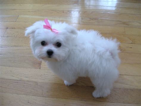 Cute Puppy Dogs: Maltese puppies