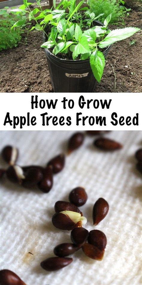 How to Grow Apple Trees From Seed | Apple tree from seed, Fruit trees backyard, Growing apple trees