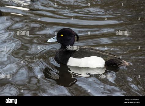 Birds..Tufted Duck. (Aythya. fuligula) Male in breeding plumage Stock ...