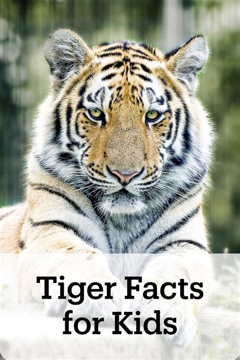 Tiger facts for kids – Artofit