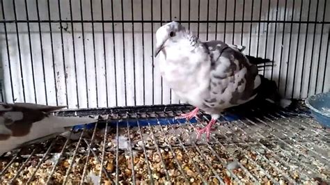 PIGEON DOVE HYBRID - YouTube