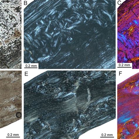 Bone histology of fossil island rodents. Histological images (A) and ...