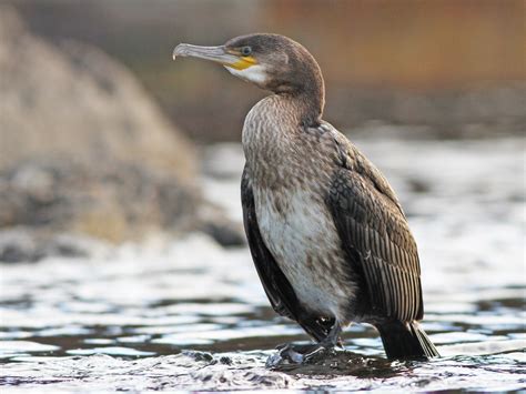 Great Cormorant - eBird