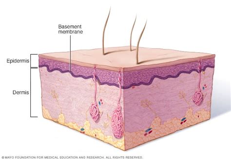 Basement membrane - Mayo Clinic