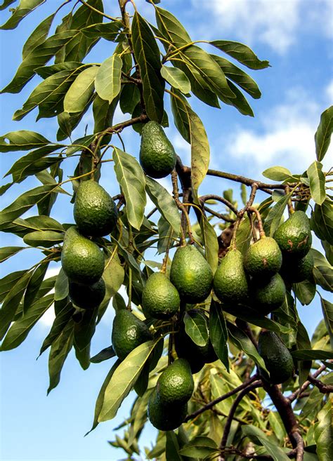 How to grow Avocado Tree | Growing an Avocado tree in containers ...