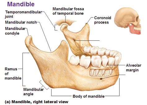 Geography of the Skull