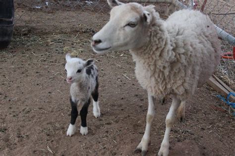 La miraculeuse naissance d'un bébé chabin - Yummypets