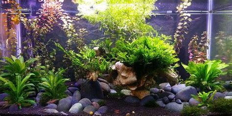 7 beautiful background aquarium plants | Planted aquarium, Beautiful backgrounds, Plants