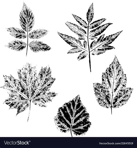 Imprint of leaves Royalty Free Vector Image - VectorStock