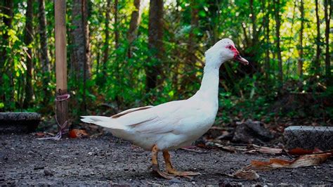 Bebek Angsa atau Entok Mentok hewan binatang ternak ~ Duck farm animals ...