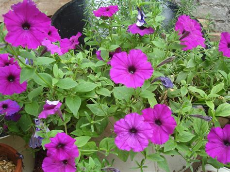 The Blithe Gardener: Purple Petunias