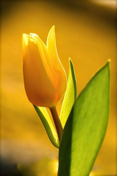 Yellow mellow tulip | Amazing flowers, Beautiful flowers, Pretty flowers