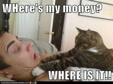 Wheres-My-Money-Funny-Cat-Meme-Picture