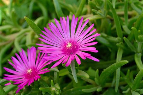 Delosperma-cooperi | Kellogg Garden Organics™