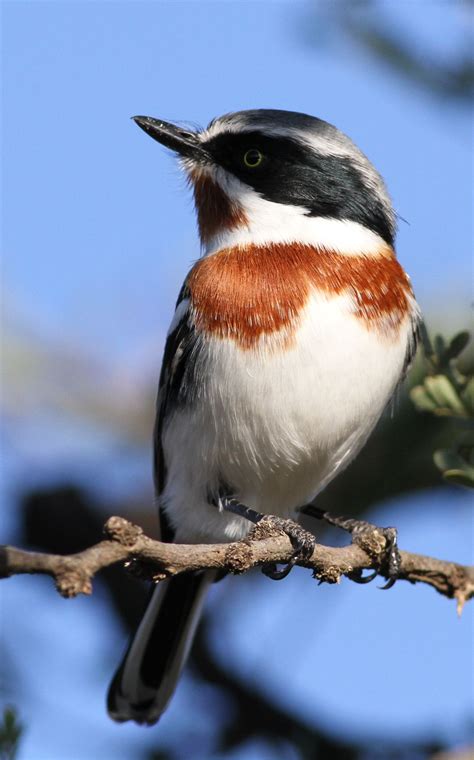 8. Chinspot Batis (Batis molitor) | Angola, Botswana, Burundi, Congos, Gabon, Kenya, Lesotho ...