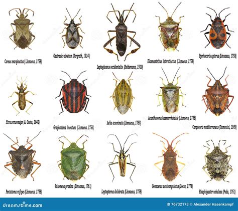 Satz Wahre Wanzen Von Europa Stockbild - Bild von linnaeus, grün: 76732173
