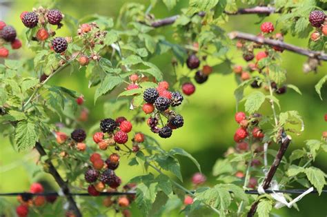 Raspberry Types: How to pick the perfect plant - The Old Walsh Farm