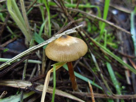 Shroomery - Psilocybe azurescens