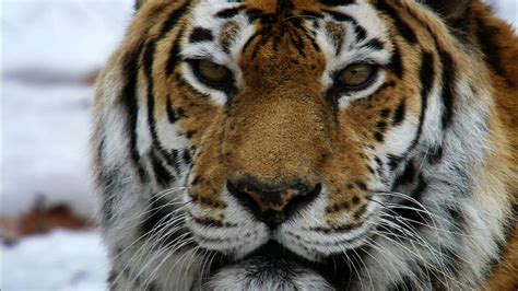 Nature - Siberian Tiger Quest - Twin Cities PBS