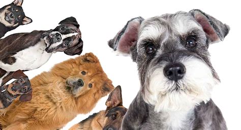 Schnauzer Mixes - Which One Is Right For You?