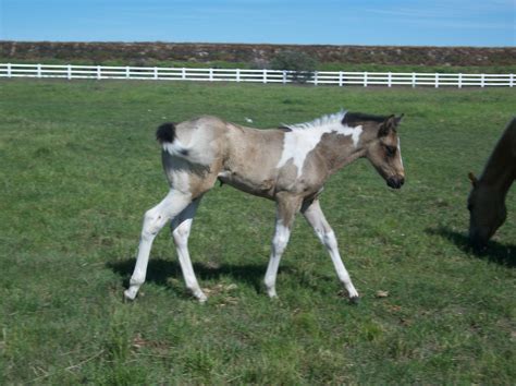 Grulla paint foal | Horses, Grulla horse, Beautiful horses