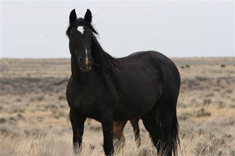 Anna Sewell's Black Beauty must have looked liked this Stallion | Mustang horse, Wild horse ...